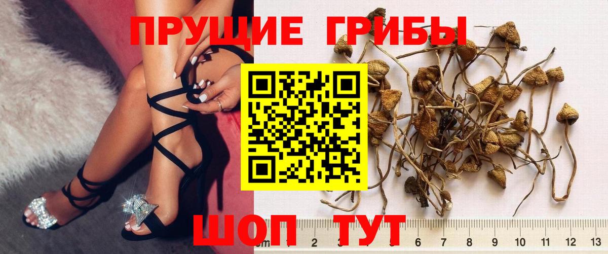 Медногорск  Псилоцибиновые грибы мицелий  Вход с VPN 